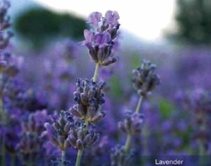 Lavender