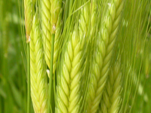 Einkorn
