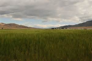 Einkorn Feld